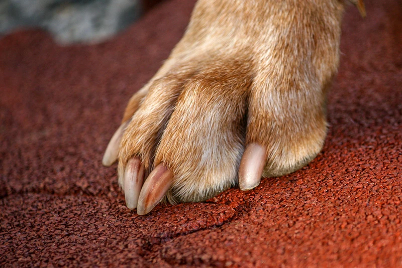 Dog's paw relaxing on a red slab of rubber granules.